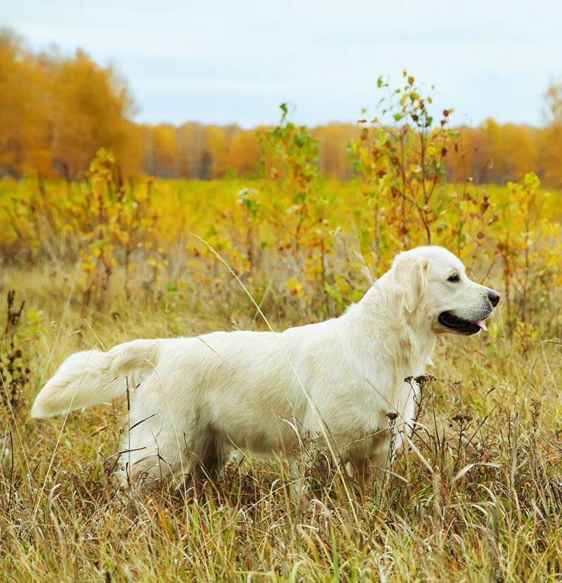 Veterinary Services in Rome, GA WhatleyKinney Veterinary Clinic